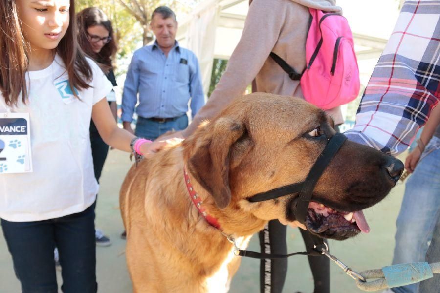 Concurso de perros en La Aldehuela