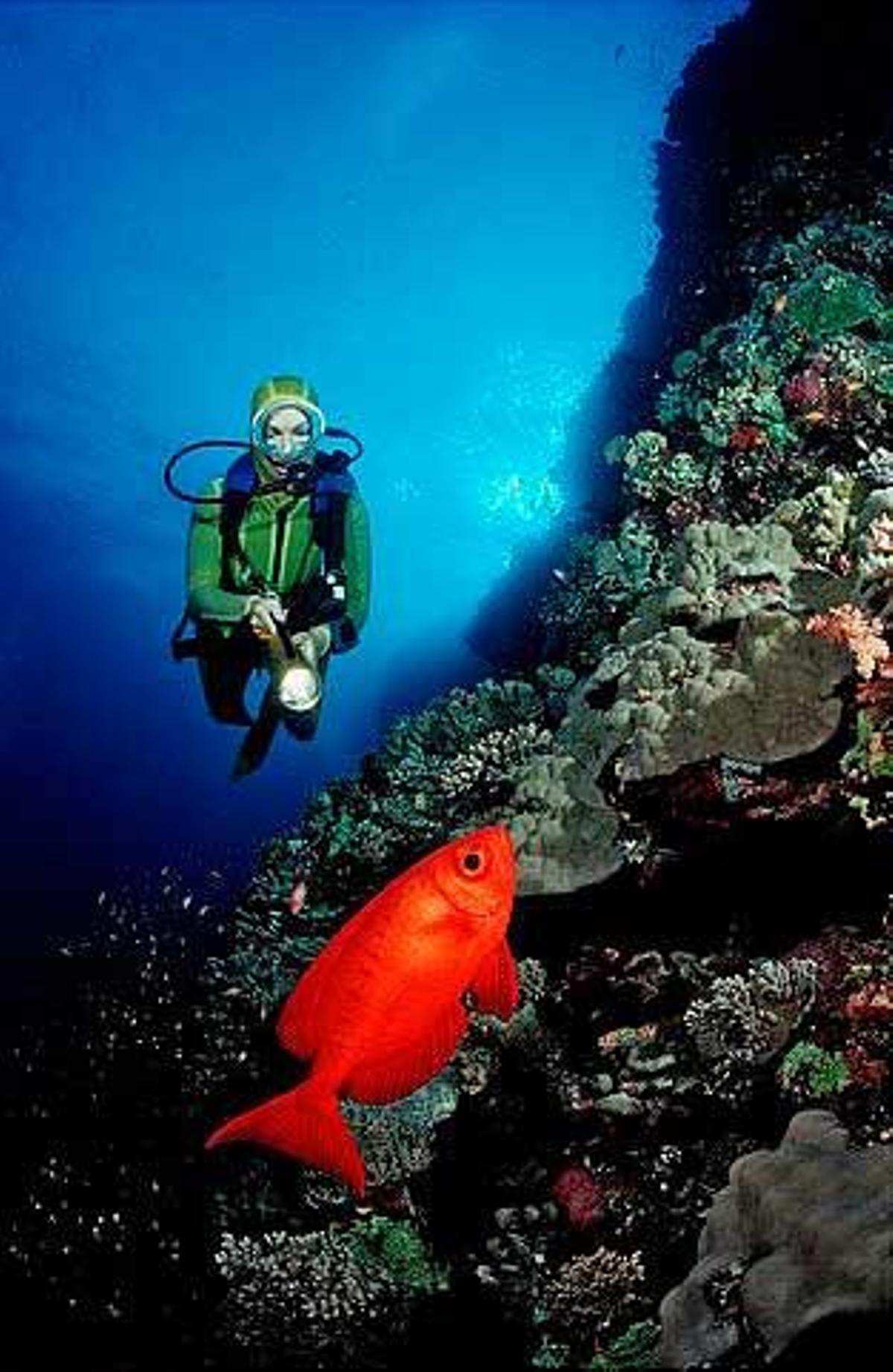 Un pez catalufa es observado por un buceador en Isla Rocky en el Mar Rojo, cerca de las islas Zabargad.