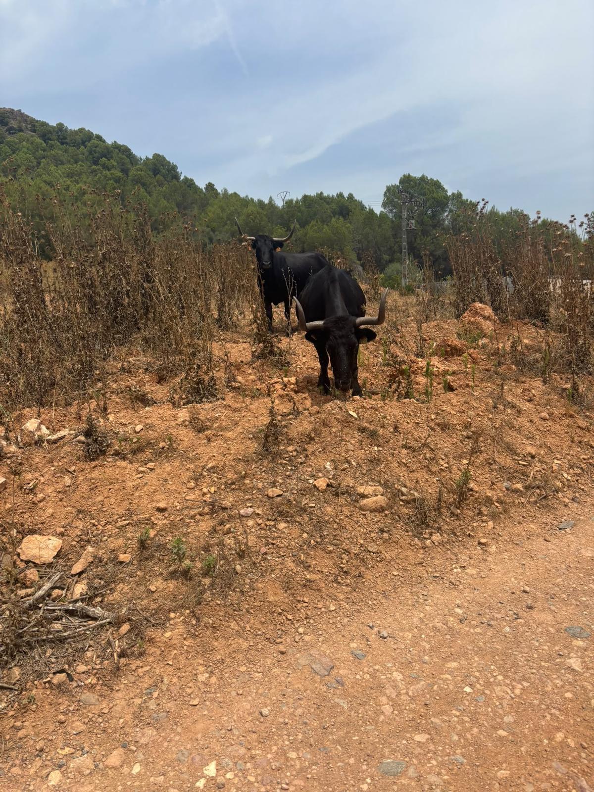 Así pasturaba las vacas en el monte de la Sierra Espadán antes del incendio.