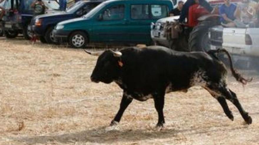 Un toro durante un encierro campero en Andavías.