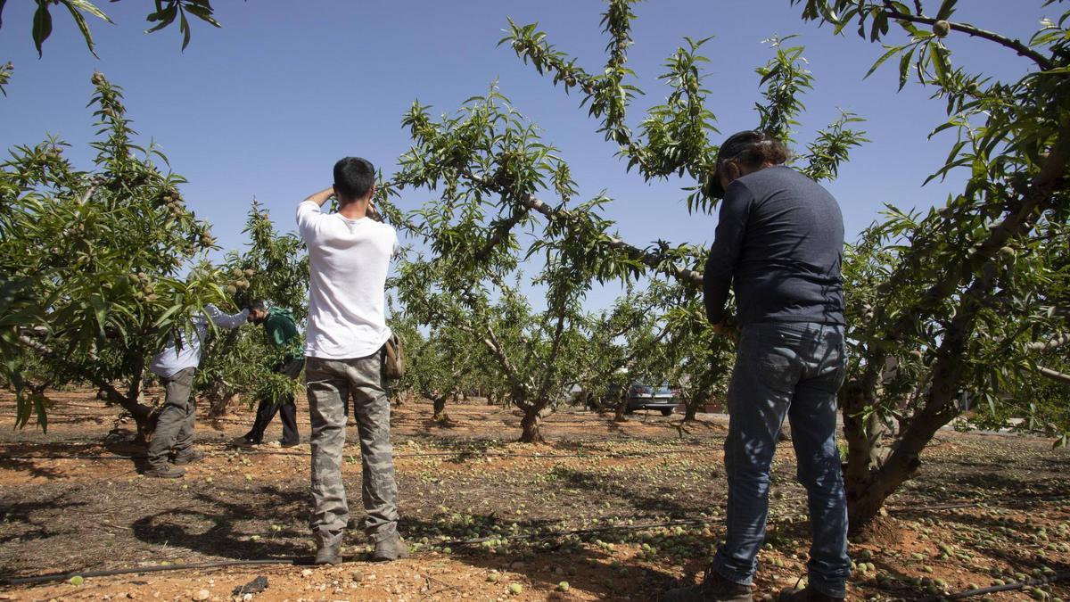 Varios agricultores trabajando en un campo de frutales de Carlet.