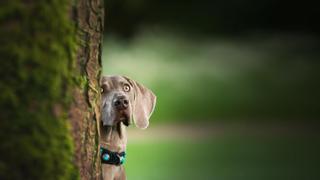 Así es como puedes limitar el instinto cazador de tu perro de caza