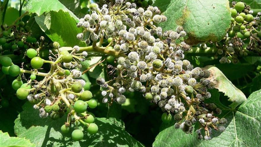 Esporas en un racimo de uvas de una finca de O Condado. // EFA