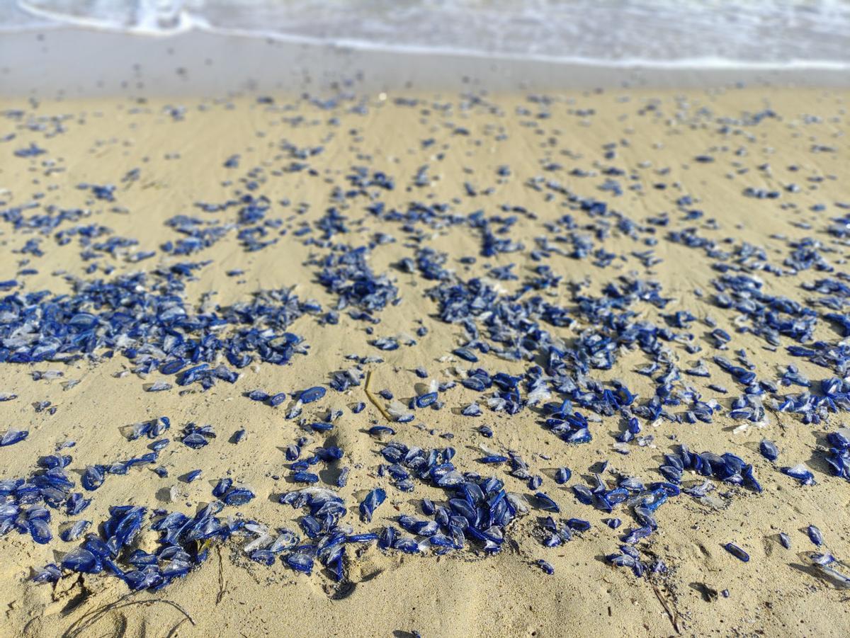 Medusas velero en Ibiza