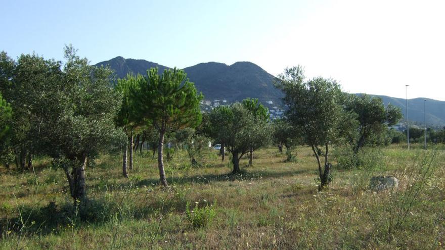 Un dels olivars municipals de Roses.