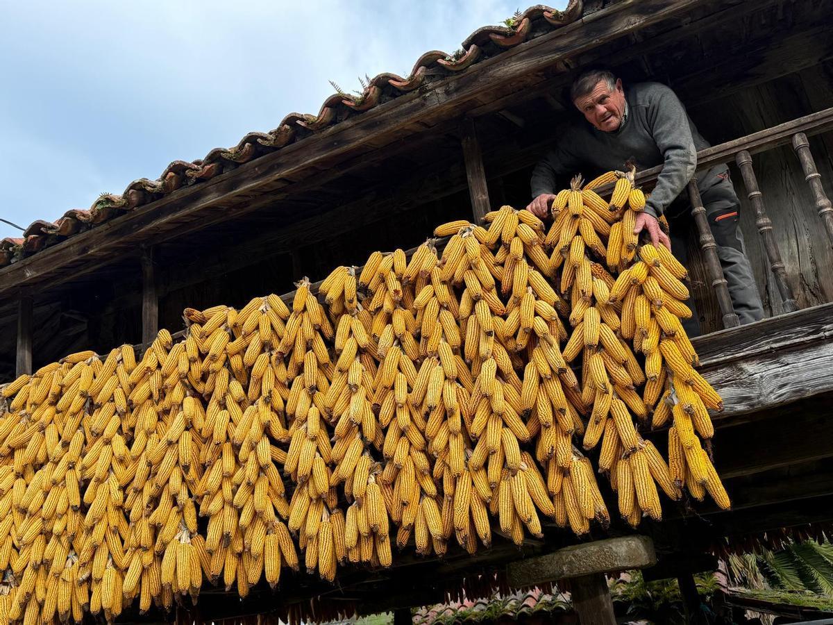 El salense en una de sus paneras.