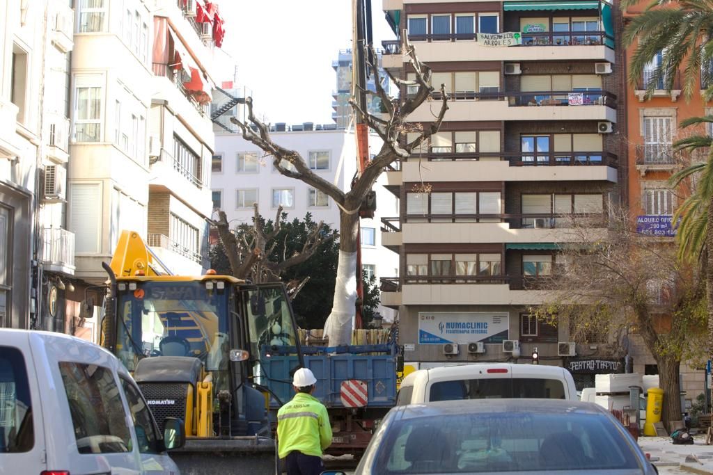 Tensión en el centro de Alicante por la tala de las melias