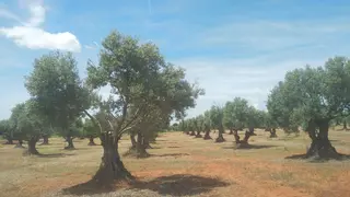 Dos años de aceite de Madrid con denominación de origen: 18.600 botellas, un premio a la excelencia y mucho camino por recorrer