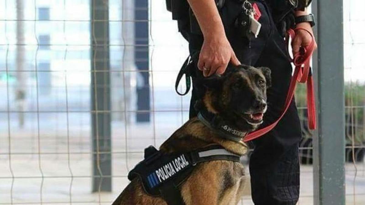 Kata, la primera perra antidroga de la policía de Ibiza.