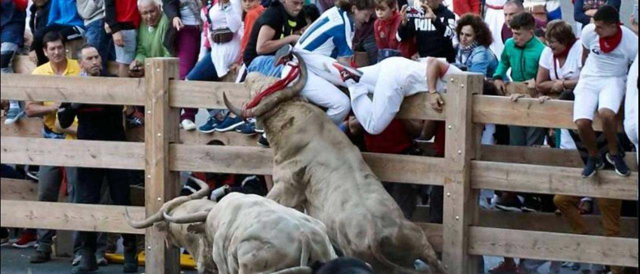 La casta de los toros bravos del hierro de Tomás Prieto de la Cal cuenta con un gran prestigio y se podrán disfrutar en uno de los encierros de la Fira d&#039;Onda del 2022.