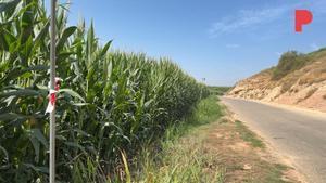 Encuentran a una mujer muerta de forma violenta en un campo de maíz en Soses