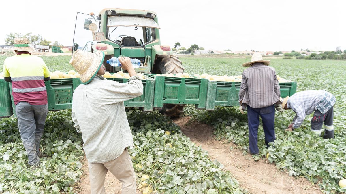 Agricultores trabajan en el campo, en una foto de archivo.