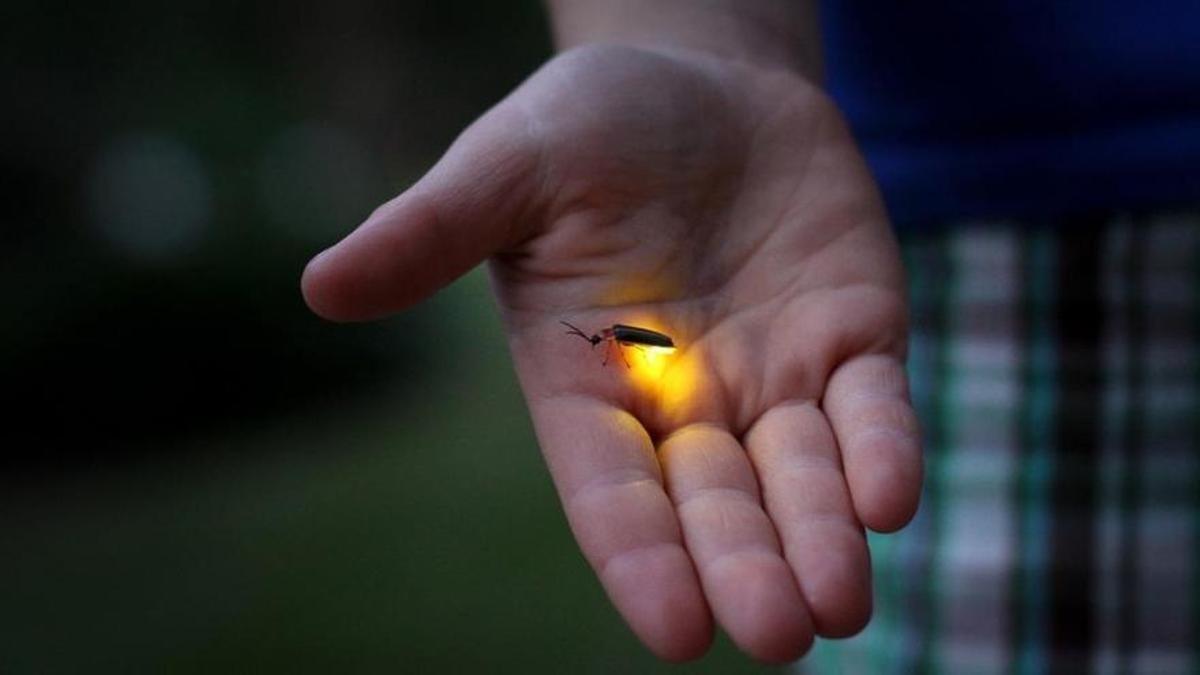 Un hombre sostiene una luciérnaga en la palma de su mano.