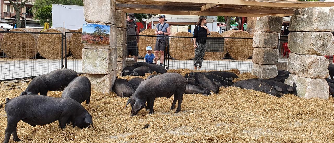 El ‘porc negre’ busca su sello de raza autóctona 100%