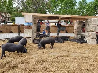 El ‘porc negre’ busca su sello de raza autóctona 100%