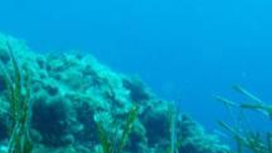 La posidonia oceánica logra un estado estable de conservación