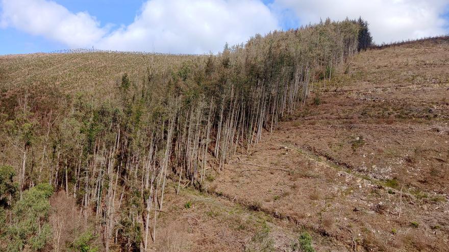 El sector maderista ve su ruina en &quot;dos o tres años&quot; por la &quot;peste del pino&quot; y anuncia que se perderán 500 empleos