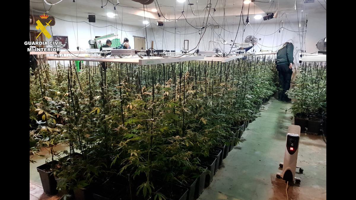 Un agente de la Guardia Civil inspecciona una plantación de marihuana en La Carlota.