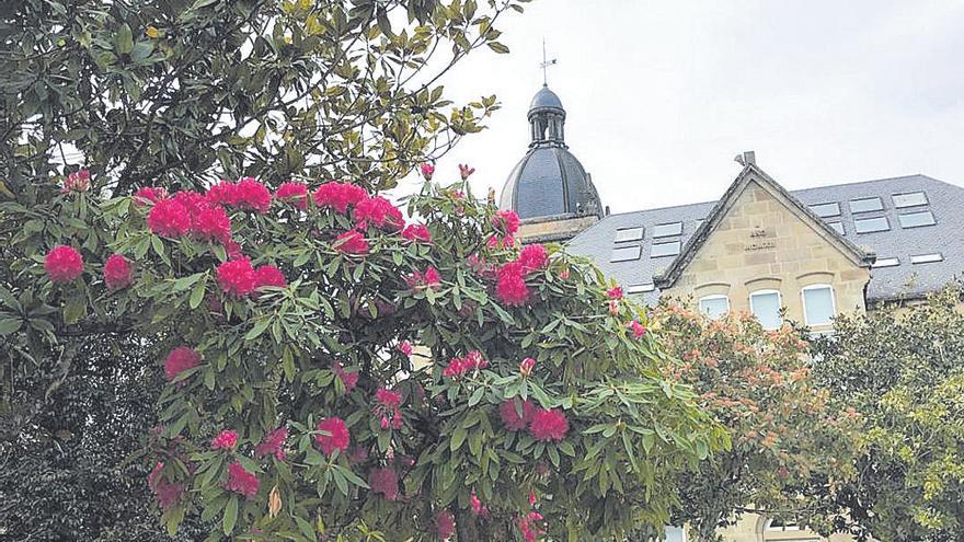 Un rododendro en flor en los jardines municipales de A Estrada.