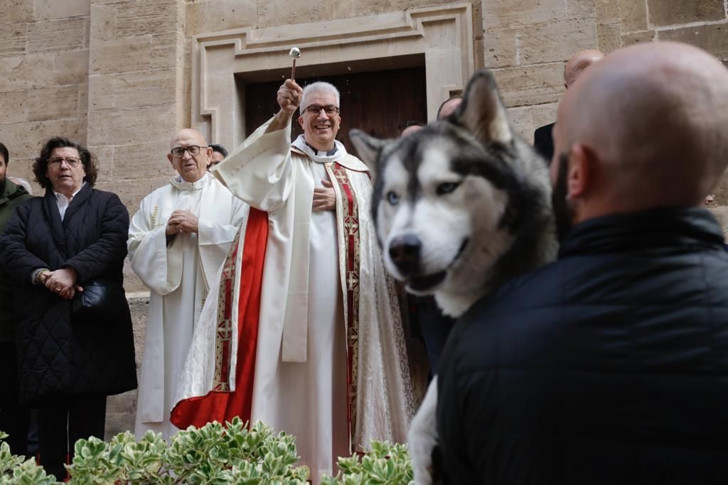 Palma celebra sus primeras 'beneïdes' sin animales exóticos por la Ley de Bienestar Animal