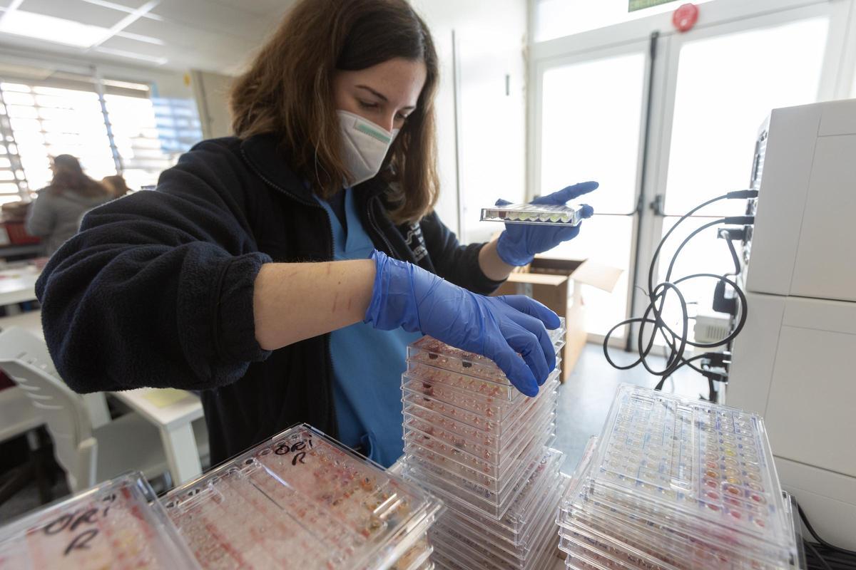 Investigación en virus y bacterias Investigación en virus y bacterias