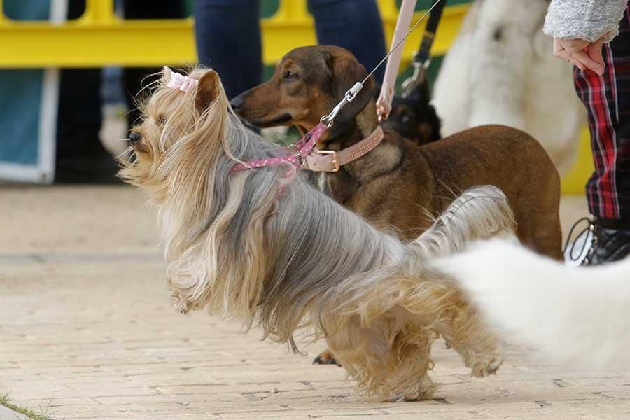 Una día muy perruno en la Canicross de Córdoba