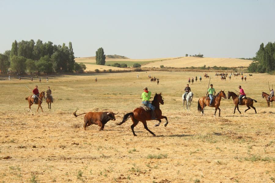 Fiestas en Zamora: Encierro en Argujillo