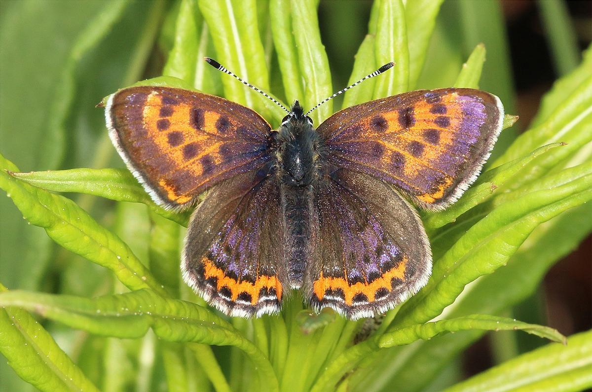 Ejemplar de la mariposa