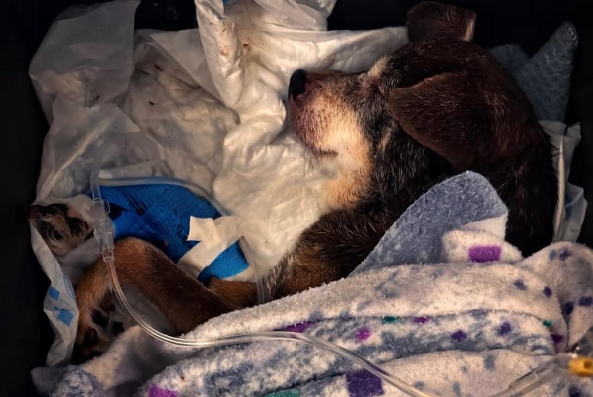 La gossa que han trobat abandonada a Manresa