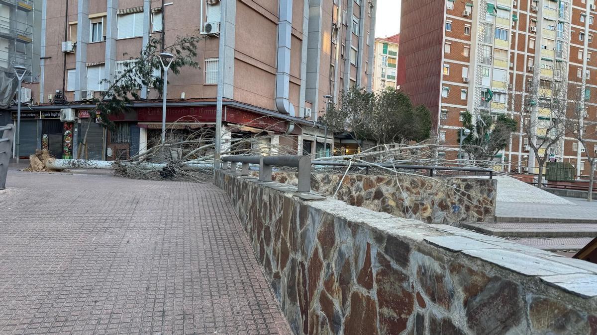 Un árbol caído en Cornellà