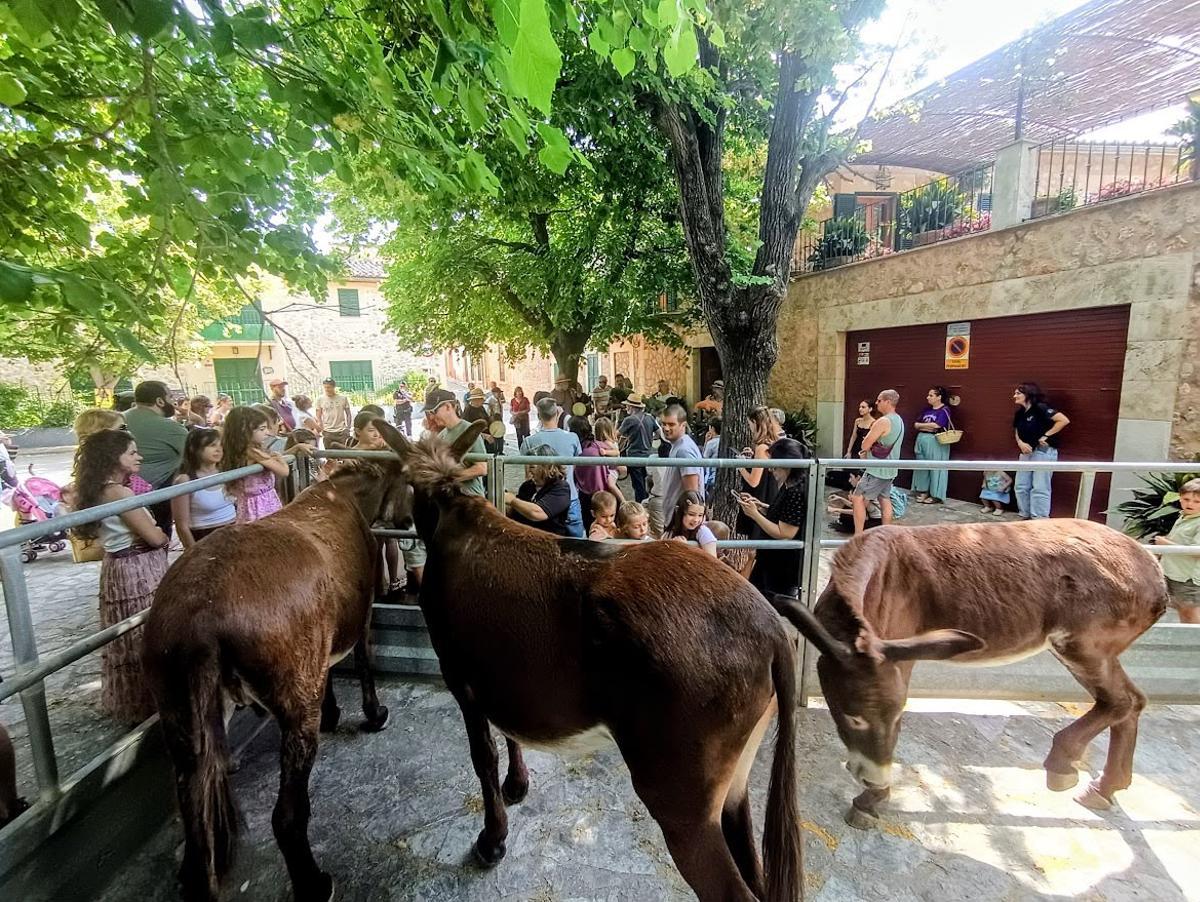 Así fue la fiesta de bienvenida en Esporles a las 'someres'