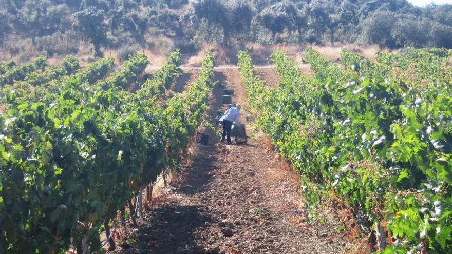 Jornaleros recolectan uva en los viñedos de una bodega de la Denominación de Origen Toro.