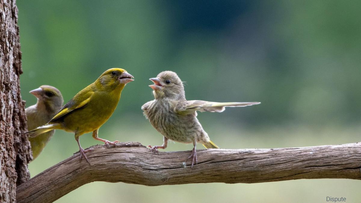 Una de las imágenes finalistas, en que un pájaro parece indicar el camino de salida a otro