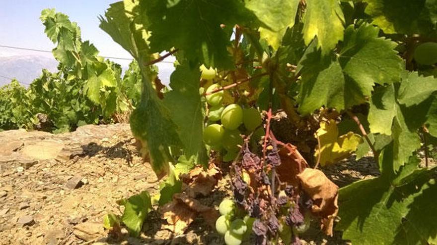 Daños en la uva a conseccuencia de la ola de calor