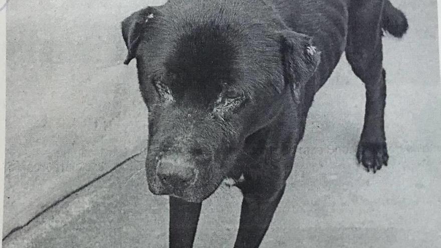 Un perro enfermo hallado en la parcela en Llucmajor.