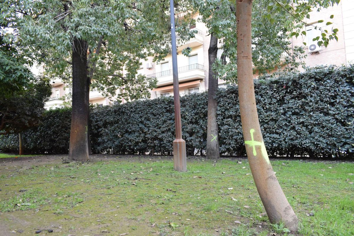 Árboles marcados en el interior de los jardines Manuel Ferrand en las obras de la calle Juan Sebastián Elcano junto al nuevo edificio KKH, Sevilla