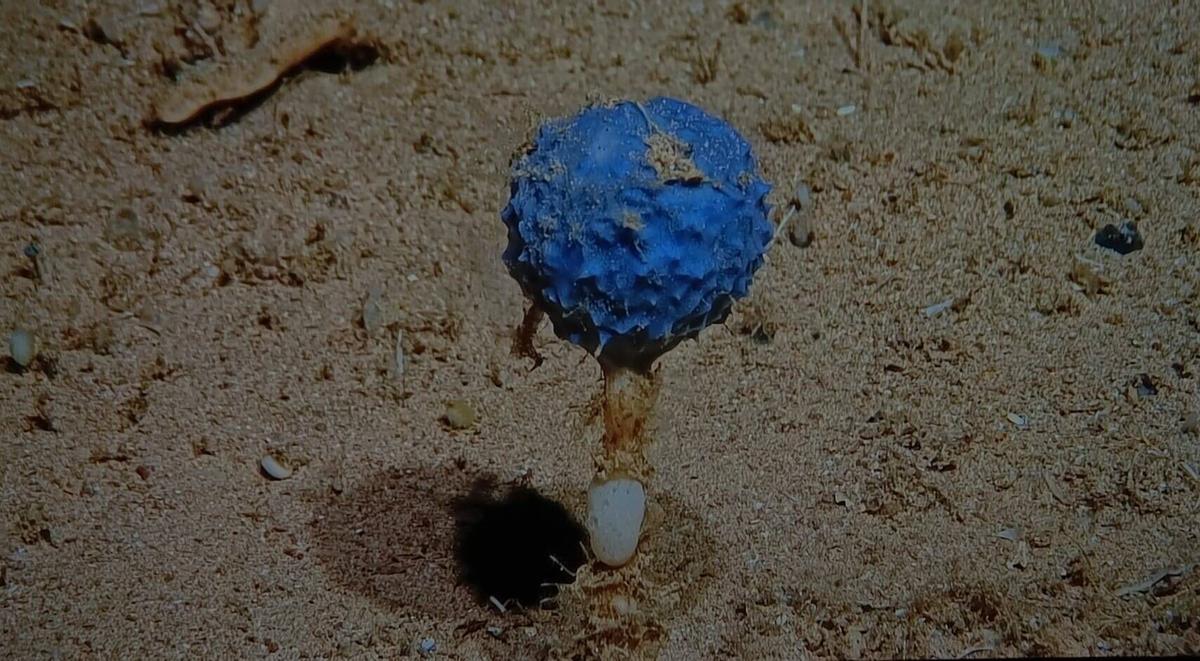 Stylocordyla sp. detectado en la campaña del IEO en los montes submarinos de Canarias.