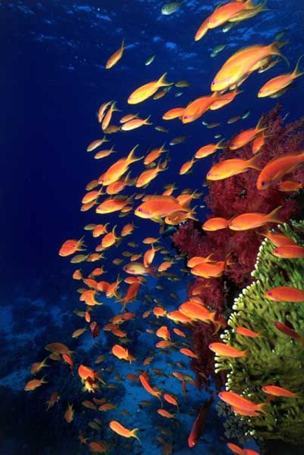 Banco de peces conocidoc como anthias squamipinnis en el Mar Rojo.