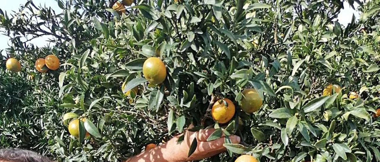 Marcos Alós muestra naranjas comidas por jabalíes.