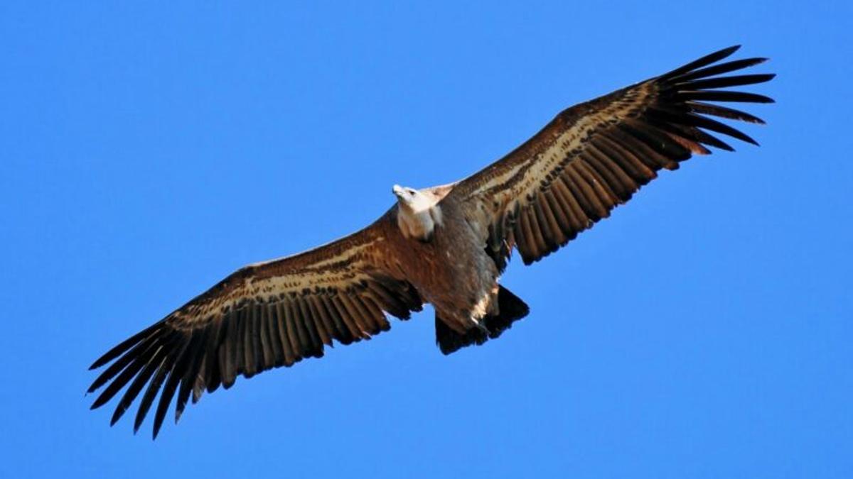 Doce avionetas estrelladas en España desde 2000 por chocar con aves