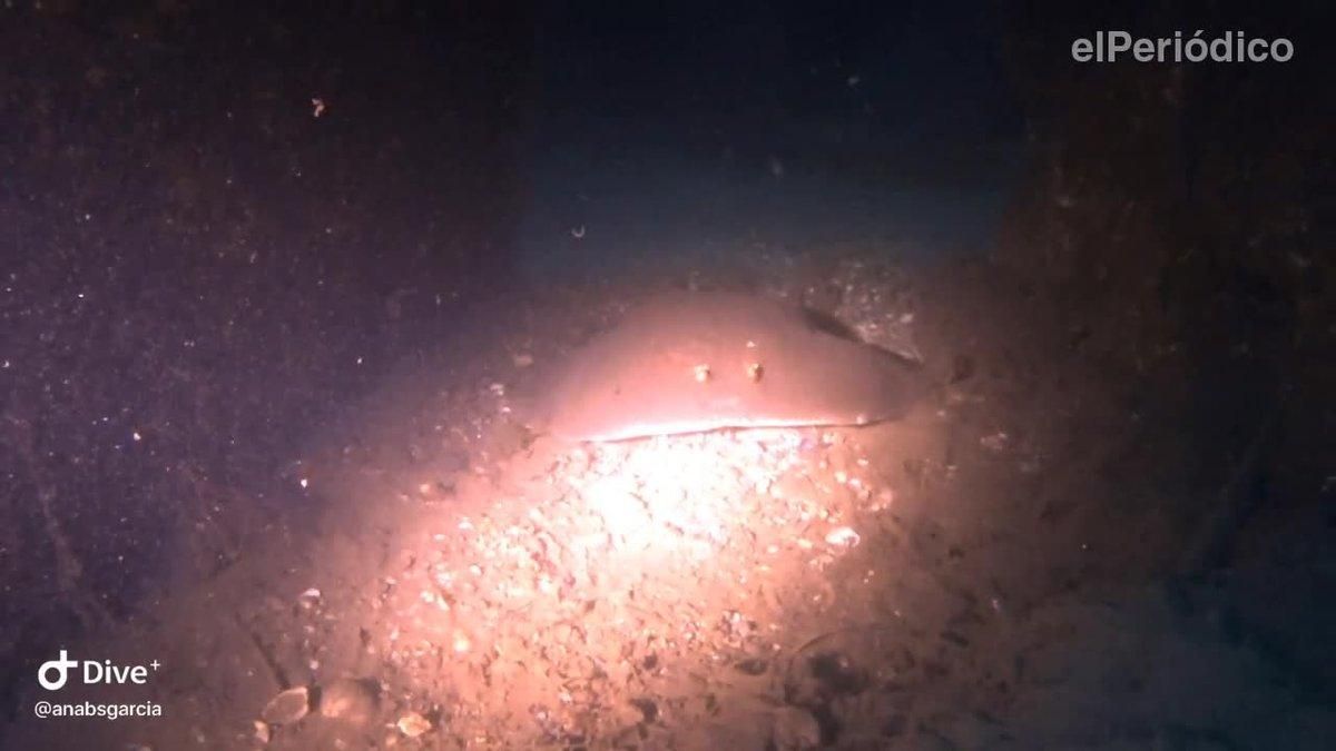 Un torpedo (así se llaman estas rayas eléctricas) escondido en una de las cuevas de hormigón. 