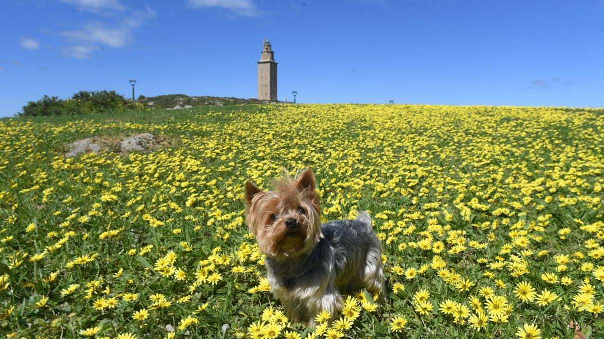 El nuevo blindaje de la Torre: ni el faro iluminado de colores ni hogueras, y restricciones a mascotas y pruebas deportivas