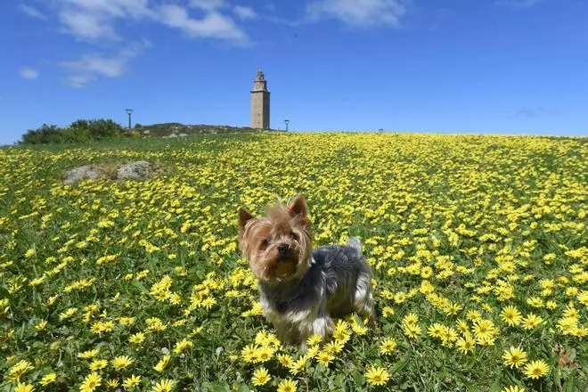 El nuevo blindaje de la Torre: ni el faro iluminado de colores ni hogueras, y restricciones a mascotas y pruebas deportivas