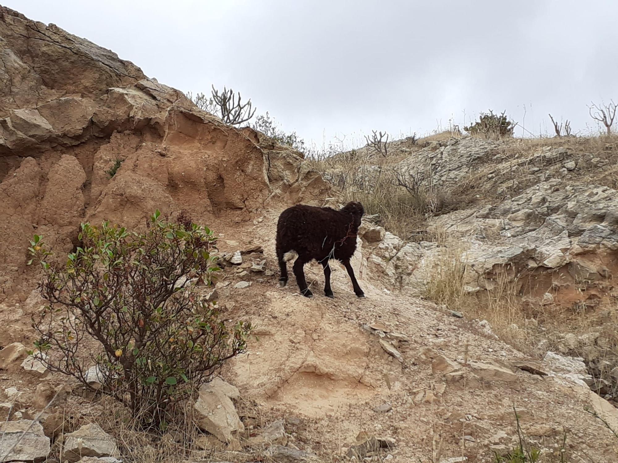 Rescatan una oveja en Ciudad del Campo