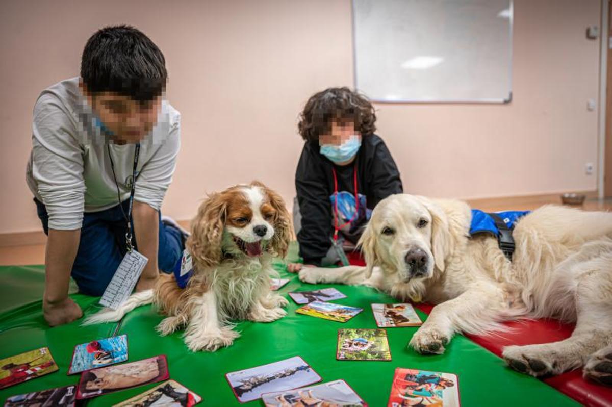 Terapia con perros, en el hospital de día de niños, en el Clínic