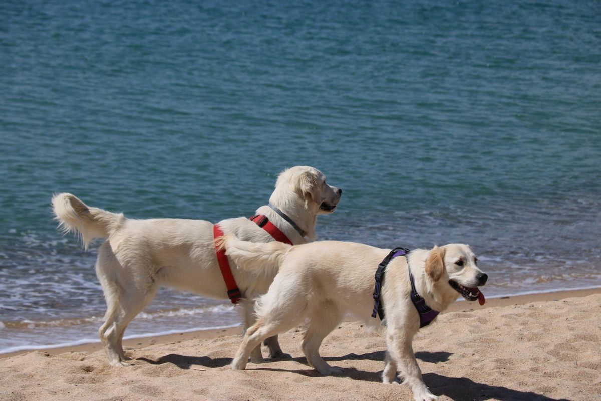 Dos gossos passejant arran de mar.