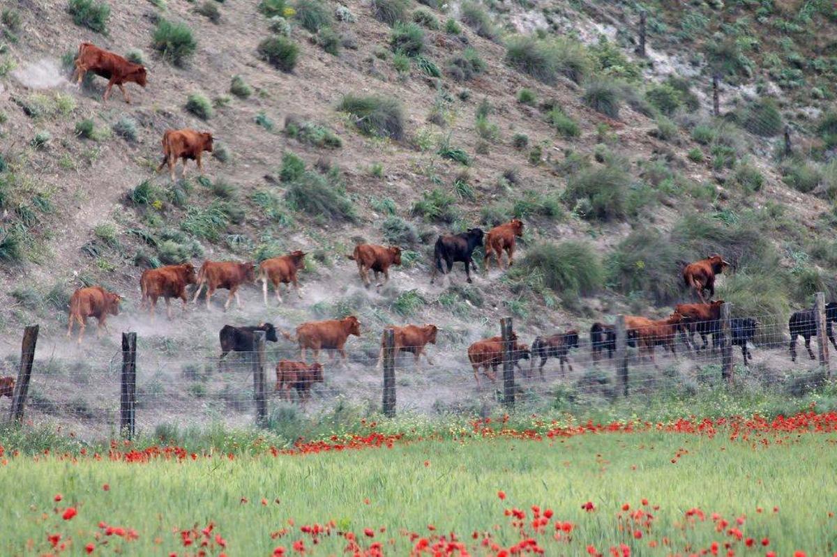 Reses de la ganadería San Isidro en la Finca de Navarredonda de los Llanillos (Comunidad de Madrid), que forma parte de Madrid Rutas del Toro
