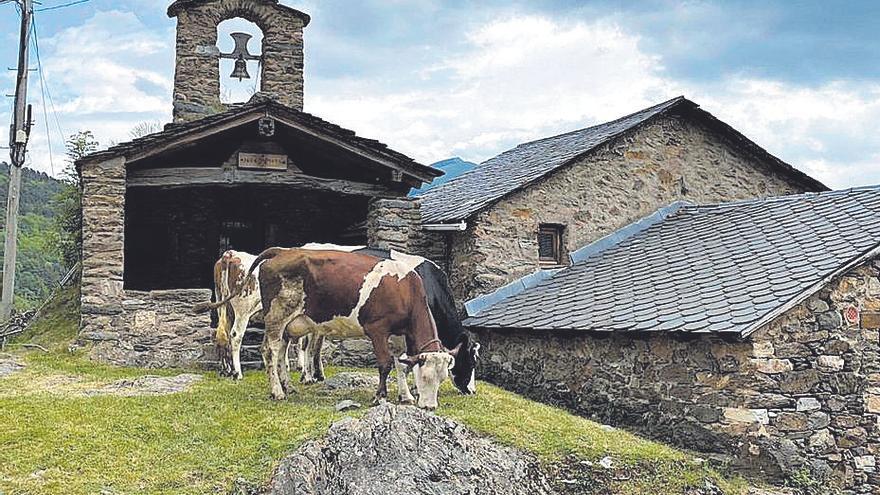 Tanca l’explotació de vaques lleteres de Ca l’Esteve de Batet, l’última de la Vall de Ribes