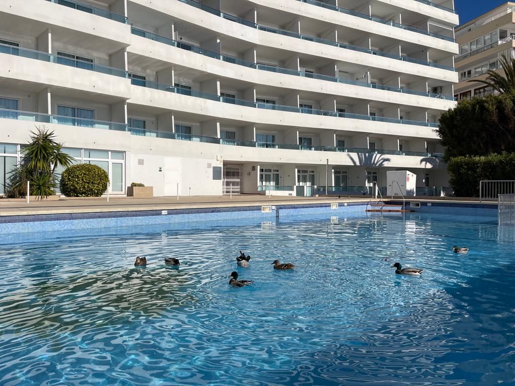 FOTOS: Una colonia de patos se adueña de una piscina turística en Mallorca