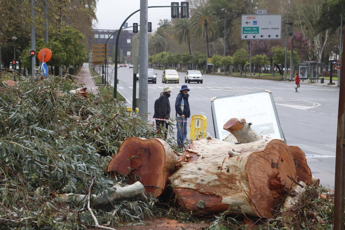 Córdoba Temporal lluvia daños árboles caídos eucalipto de avenida de Vallellano